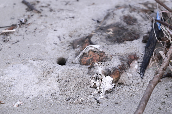 Gần trăm tấn rác tấp vào bãi biển Đà Nẵng